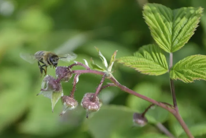 Framed Print : Honeybee flying to reach raspberrie flower