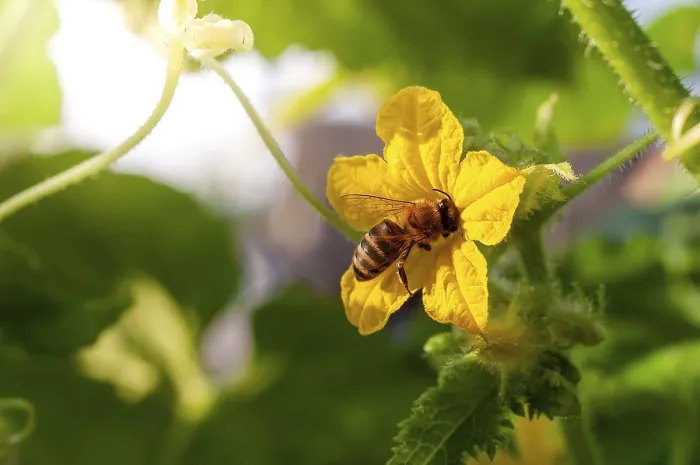 Framed Print : A honeybee gathers pollen from a vibrant yellow cucumber flower in a sunny garden Framed Print : A honeybee gathers pollen from a vibrant yellow cucumber flower in a sunny garden