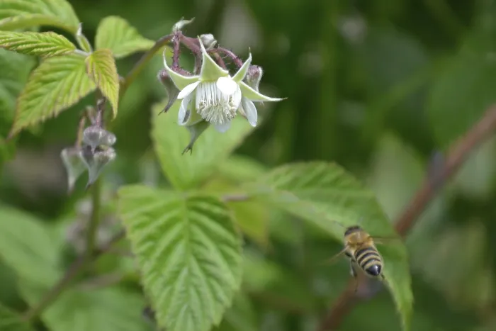 Framed Print : Honeybee shoot from behid, flying to reach raspberry flower