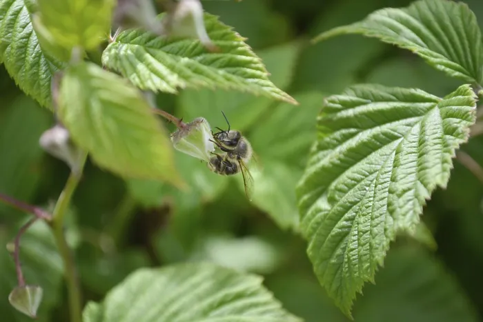 Framed Print : Honeybee trying to collect nectar from closed raspberry flower