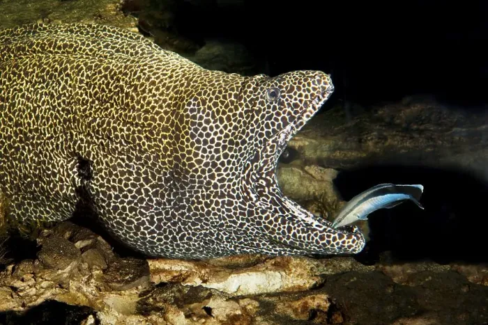 Framed Print : Honeycomb moray (Gymnothorax favagineus) Framed Print : Honeycomb moray (Gymnothorax favagineus)