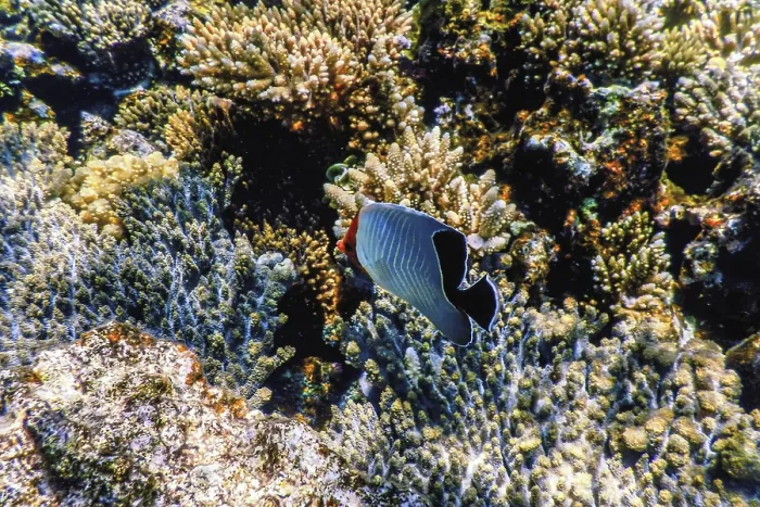 Framed Print : Hooded butterflyfish (Chaetodon larvatus) Coral fish