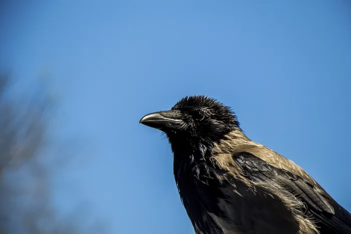 Framed Print : The Hooded Crow (Corvus cornix) is a bird species