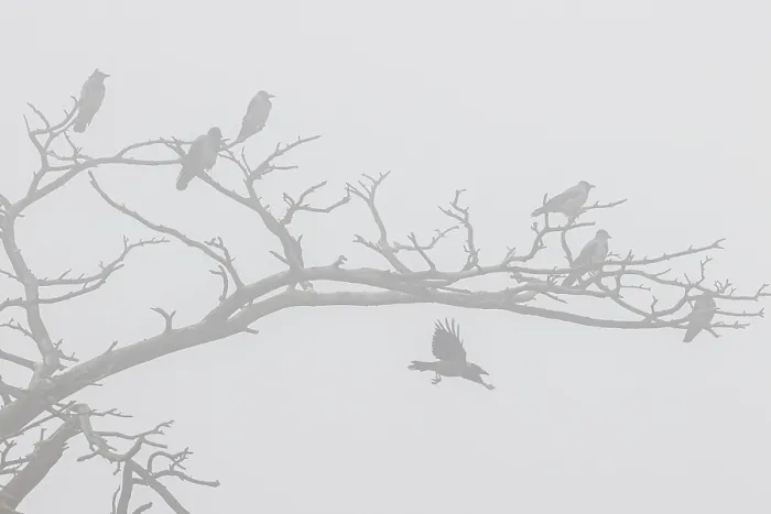 Framed Print : Hooded crow (Corvus cornix), several birds resting in a dead tree with fog