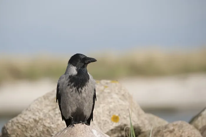 Framed Print : Hooded Crow (Corvus cornix), Mecklenburg-Western Pomerania