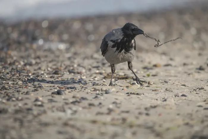 Framed Print : Hooded Crow (Corvus cornix), with nesting material on the Baltic Sea beach Framed Print : Hooded Crow (Corvus cornix), with nesting material on the Baltic Sea beach