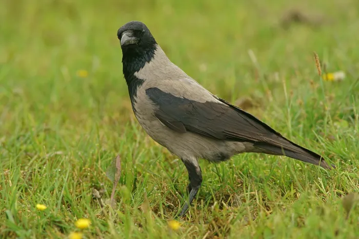 Framed Print : Hooded Crow (Corvus corone cornix), Finland