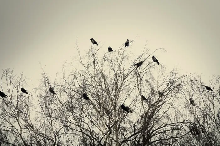 Framed Print : Hooded crows gathered overnight in city Park at spring