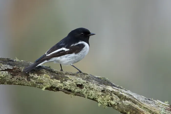 Framed Print : Hooded Robin (Melanodryas cucullata) male