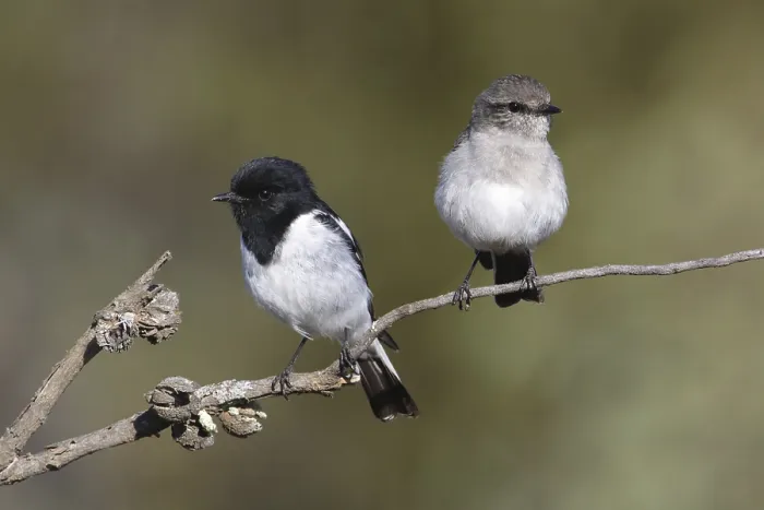 Framed Print : Hooded Robin (Melanodryas cucullata) pair