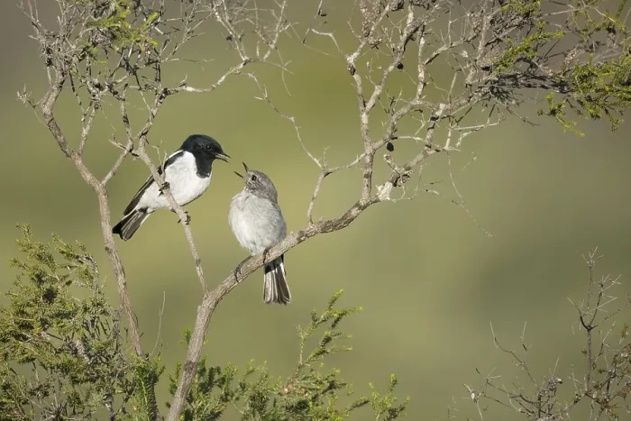 Framed Print : Hooded Robin (Melanodryas cucullata) pair perched on a branch