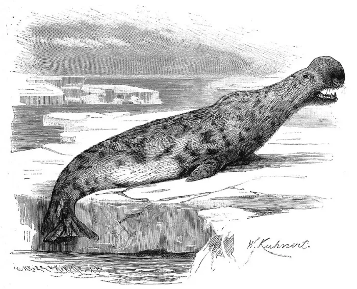 Framed Print : Hooded seal (Cystophora cristata) Framed Print : Hooded seal (Cystophora cristata)