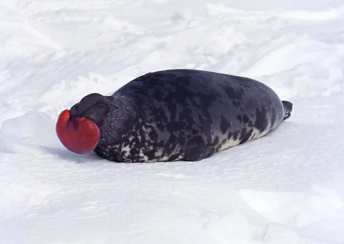 Framed Print : Hooded Seal (cystophora cristata) Framed Print : Hooded Seal (cystophora cristata)