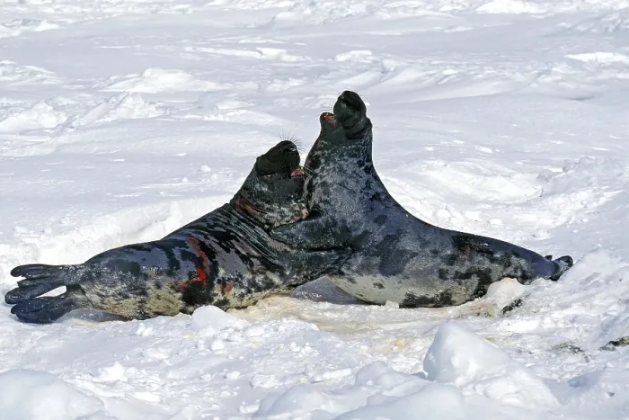 Framed Print : Hooded seal (Cystophora cristata)