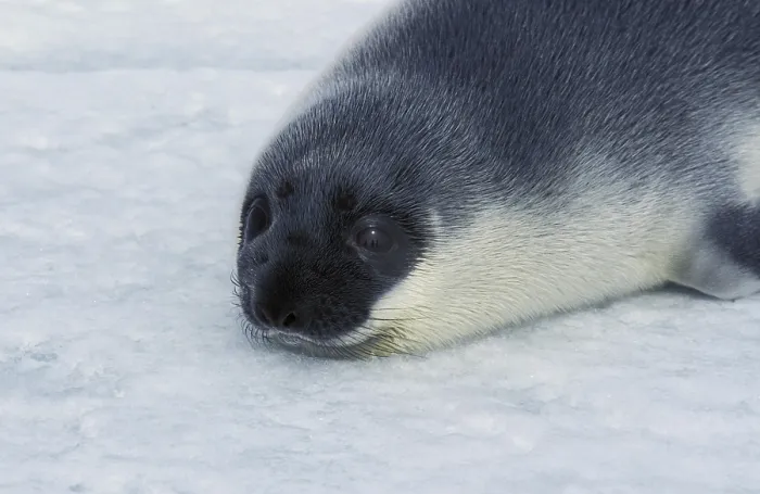 Framed Print : Hooded Seal (cystophora cristata)