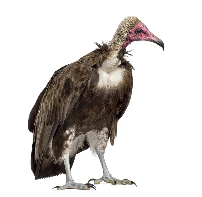 Framed Print : Hooded vulture - Necrosyrtes monachus (11 years old) in front of a white background