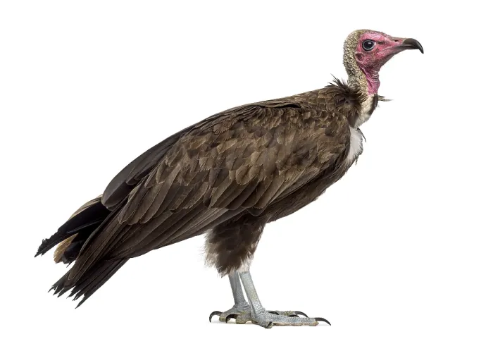 Framed Print : Hooded vulture - Necrosyrtes monachus (11 years old) in front of a white background