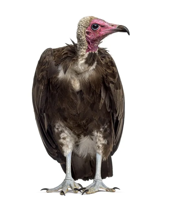 Framed Print : Hooded vulture - Necrosyrtes monachus (11 years old) in front of a white background Framed Print : Hooded vulture - Necrosyrtes monachus (11 years old) in front of a white background