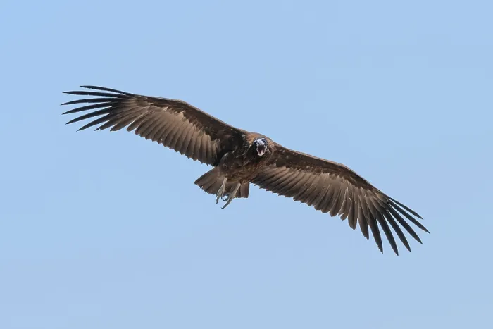 Framed Print : Hooded Vulture (Necrosyrtes monachus) in flight