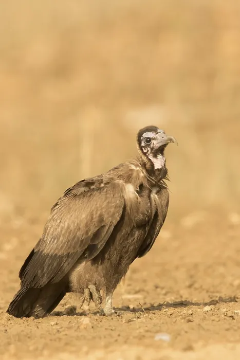 Framed Print : Hooded Vulture (Necrosyrtes monachus) juvenile
