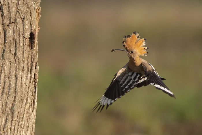 Framed Print : Hoopoe in flight (Upupa epops)