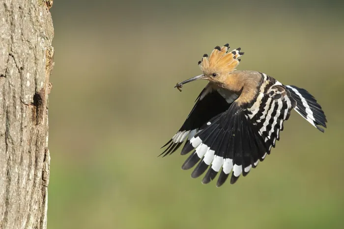 Framed Print : Hoopoe in flight (Upupa epops) Framed Print : Hoopoe in flight (Upupa epops)