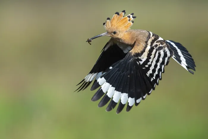 Framed Print : Hoopoe in flight (Upupa epops) Framed Print : Hoopoe in flight (Upupa epops)