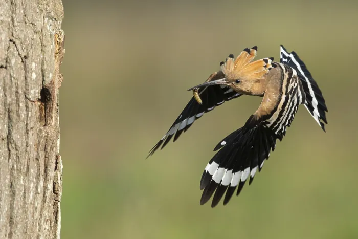Framed Print : Hoopoe in flight (Upupa epops)