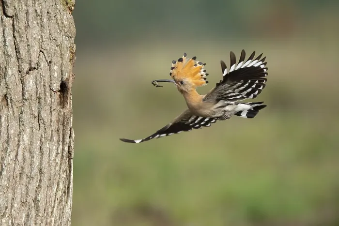Framed Print : Hoopoe in flight (Upupa epops) Framed Print : Hoopoe in flight (Upupa epops)