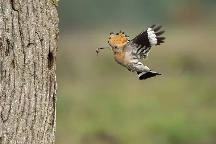 Framed Print : Hoopoe in flight (Upupa epops)