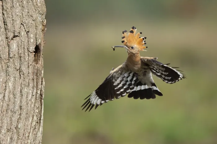 Framed Print : Hoopoe in flight (Upupa epops) Framed Print : Hoopoe in flight (Upupa epops)