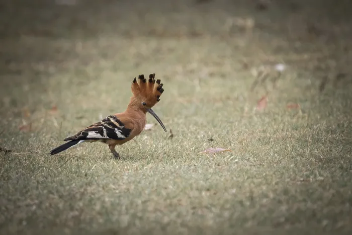 Framed Print : Hoopoe (Upupa epops)