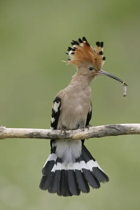 Framed Print : Hoopoe (Upupa epops), adult, with caterpillar in beak