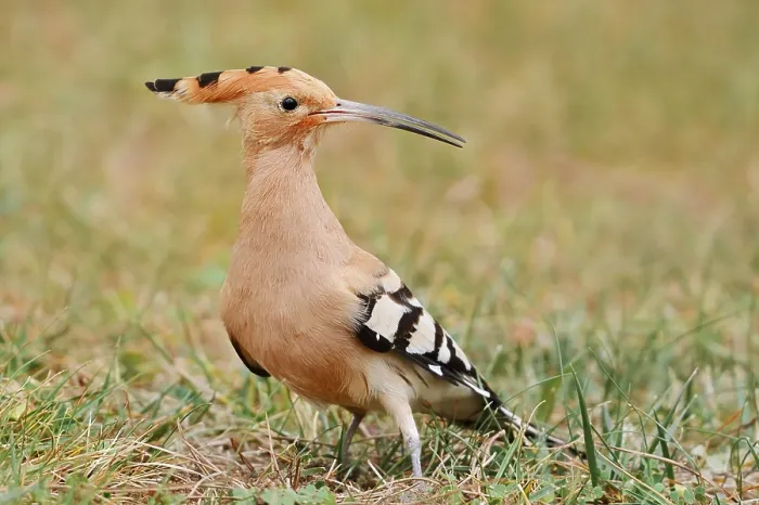 Framed Print : Hoopoe (Upupa epops), Algarve, Portugal