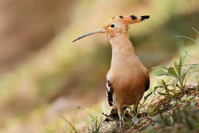 Framed Print : Hoopoe (Upupa epops), Algarve, Portugal Framed Print : Hoopoe (Upupa epops), Algarve, Portugal