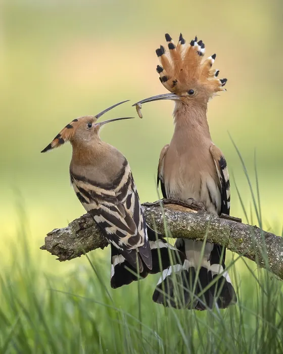 Framed Print : Hoopoe (Upupa epops) Bird of the Year 2022