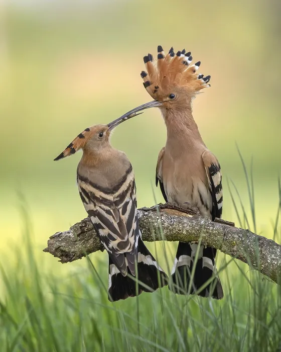 Framed Print : Hoopoe (Upupa epops) Bird of the Year 2022
