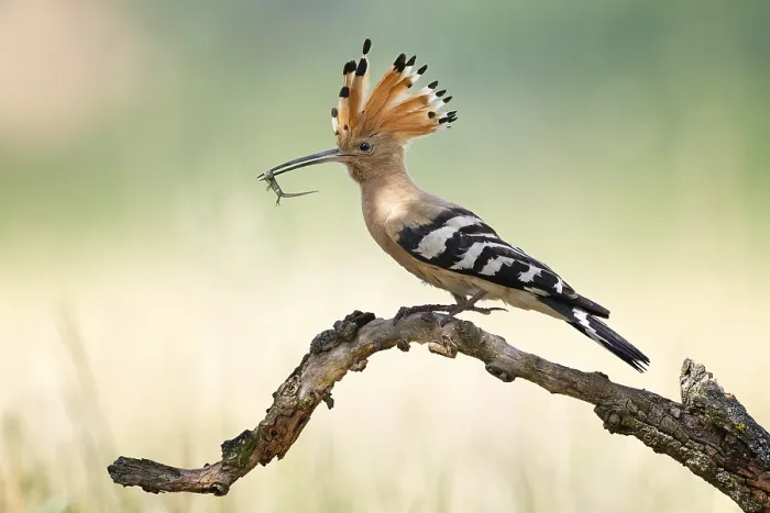 Framed Print : Hoopoe (Upupa epops) Bird of the Year 2022