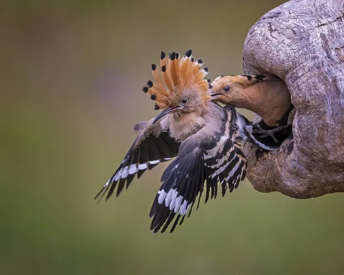 Framed Print : Hoopoe (Upupa epops) Bird of the Year 2022