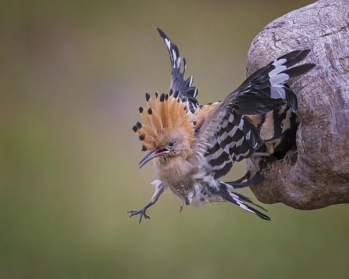 Framed Print : Hoopoe (Upupa epops) Bird of the Year 2022