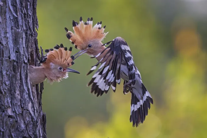 Framed Print : Hoopoe (Upupa epops) Bird of the Year 2022