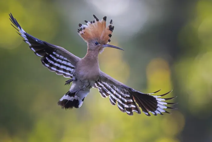 Framed Print : Hoopoe (Upupa epops) Bird of the Year 2022 Framed Print : Hoopoe (Upupa epops) Bird of the Year 2022