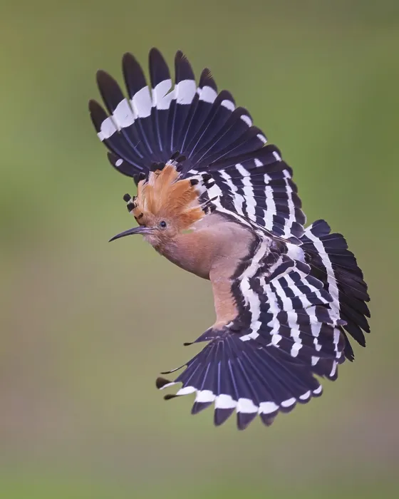 Framed Print : Hoopoe (Upupa epops) Bird of the Year 2022 Framed Print : Hoopoe (Upupa epops) Bird of the Year 2022