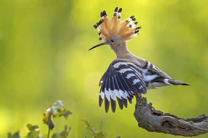 Framed Print : Hoopoe (Upupa epops) bird of the year 2022