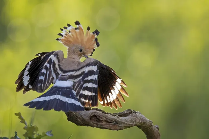 Framed Print : Hoopoe (Upupa epops) bird of the year 2022