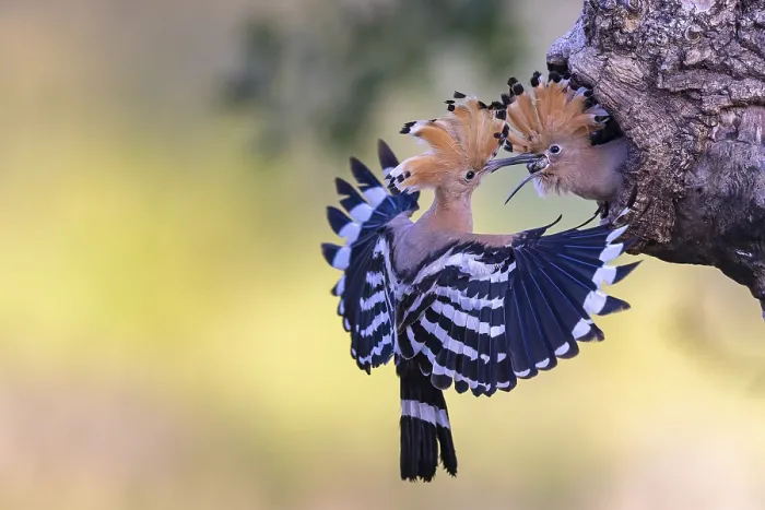 Framed Print : Hoopoe (Upupa epops) bird of the year 2022 Framed Print : Hoopoe (Upupa epops) bird of the year 2022