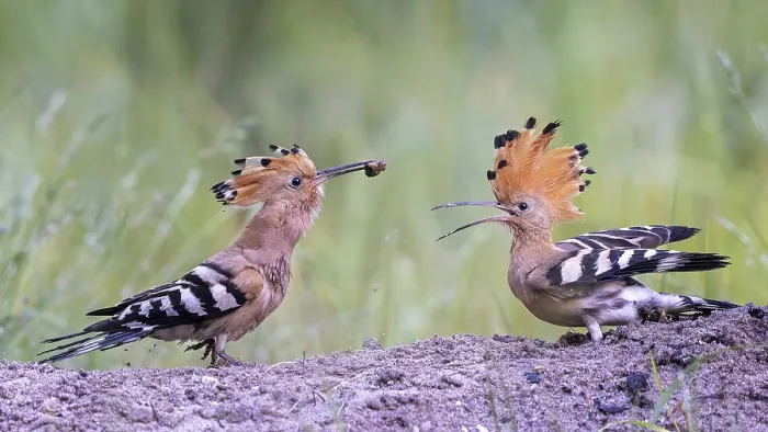 Framed Print : Hoopoe (Upupa epops) bird of the year 2022 Framed Print : Hoopoe (Upupa epops) bird of the year 2022