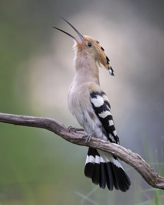 Framed Print : Hoopoe (Upupa epops) bird of the year 2022