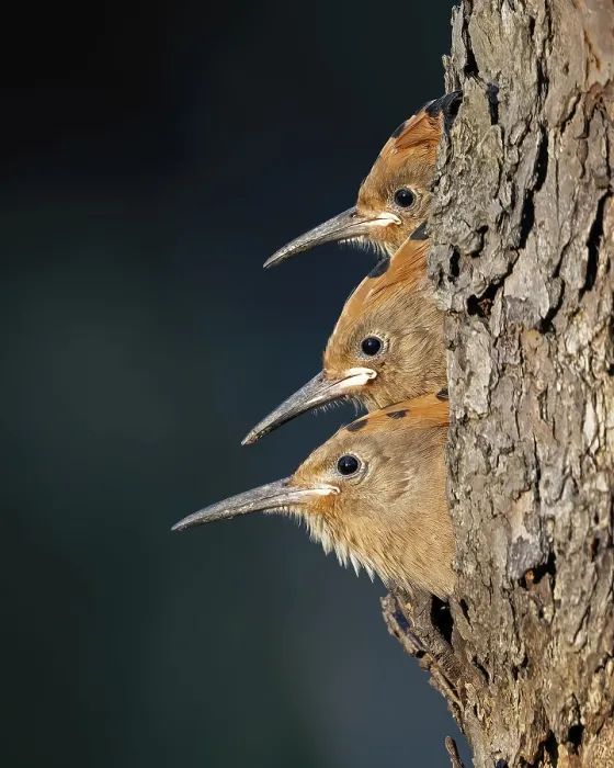 Framed Print : Hoopoe (Upupa epops) bird of the year 2022 Framed Print : Hoopoe (Upupa epops) bird of the year 2022
