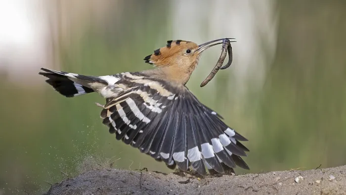 Framed Print : Hoopoe (Upupa epops) bird of the year 2022